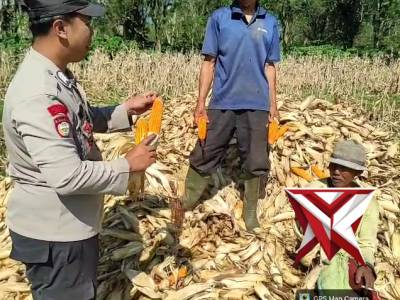 Panen jagung di jarai