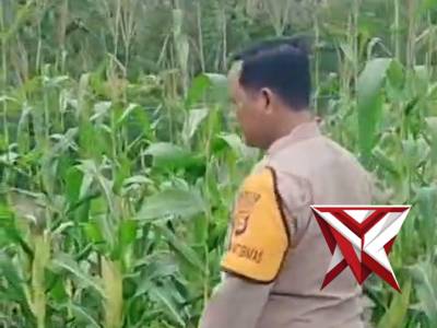 Bripka Azhari bhabinkamtibmas polsek gelumbang melaksanakan pengecekan ketahanan pangan