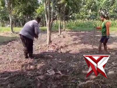 Bhabinkamtibmas polsek Jambangan berkolaborasi dengan petani tanam jagung di lahan produktif - PoliceTube