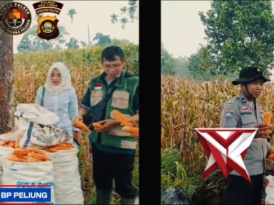 PENGECEKAN HASIL PANEN TANAMAN JAGUNG POLSEK BP PELIUNG