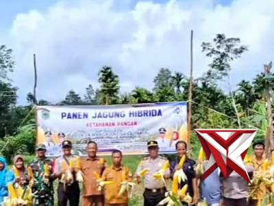 Panen jagung hibrida