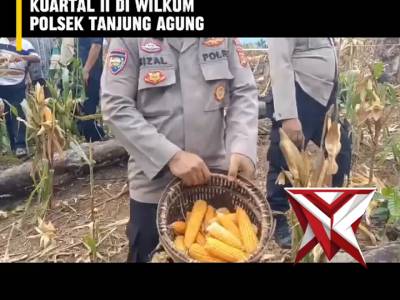 HK 8. ? Panen Raya Jagung Serentak Kuartal II ?