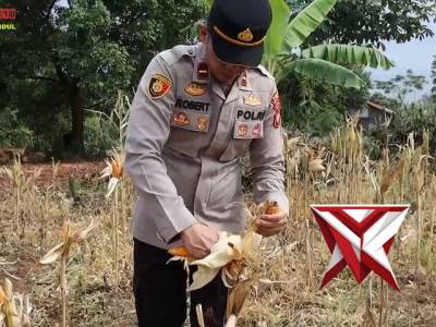 Sinergi Polri, Petani dan Stakeholder Berbuah 500 Kg Jagung di Lawang Kidul