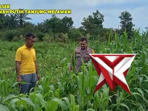 ketahanan pangan polsek TPTM