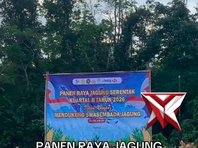 Penanaman jagung serentak
