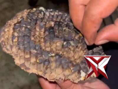 Evakuasi Sarang Tawon Vespa di Ponpes Tahfidzil Qur&rsquo;an Darul Hikmah  Personel Polsek Kunjang Polres