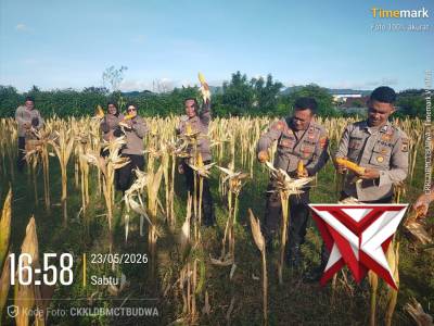 PANEN JAGUNG POLSEK KAWASAN BANDARA PATTIMURA