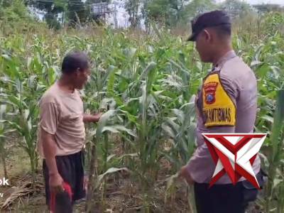 Patroli P2B sasaran petani jagung