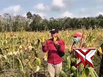 *Aipda Zulkarnain Panen Jagung di Desa Air Itam PALI Dukung Astacita Ketahanan Pangan RI*