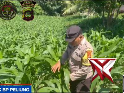 GIAT KETAHANAN PANGAN TANAMAN JAGUNG POLSEK BP PELIUNG