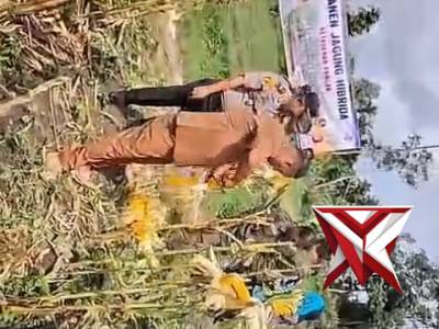 Giat panen Jagung Hibrida - PoliceTube