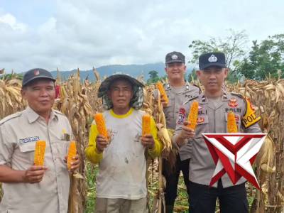 @ev3a_ PANEN JAGUNG