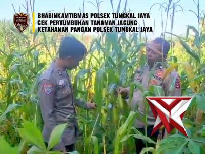 PENGECEKAN PERTUMBUHAN JAGUNG....?