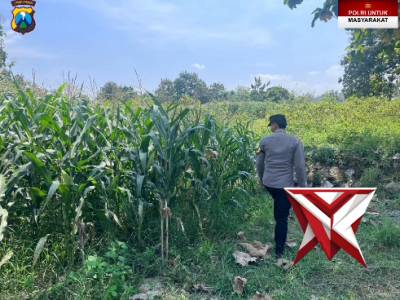 Giat pemantauan tananam jagung di desa Genengan Jasem - PoliceTube