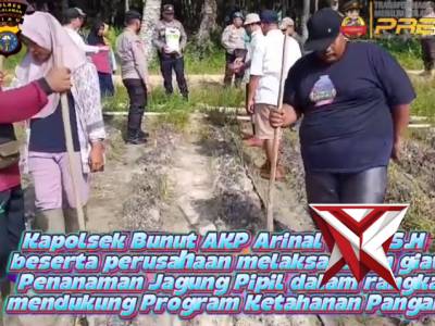 Kapolsek Bunut Melaksanakan Penanaman Jagung Pipil dalam rangka Ketahanan Pangan