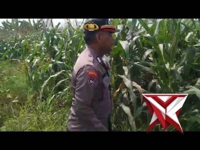 Ketahanan pangan