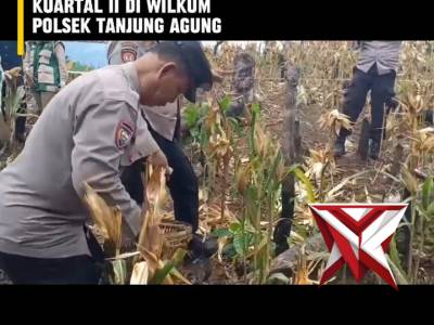 BS 7. ? Panen Raya Jagung Serentak Kuartal II ?