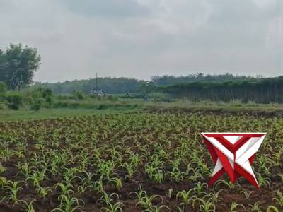 @ev3a_PENANAMAN JAGUNG