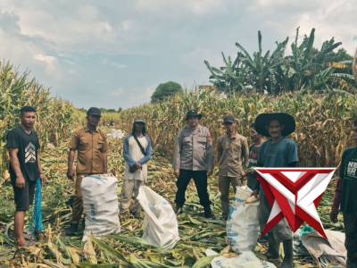 Panen Raya Jagung Polsek Tanjung Batu