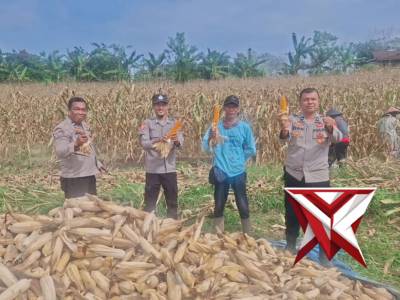 Panen jagung kuartal II di Desa Tanjung Menang Polsek Kota Agung Polres Lahat Polda Sumsel