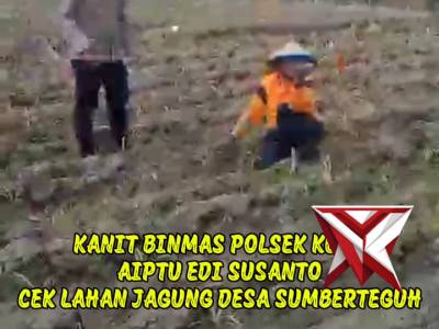 cek lahan jagung