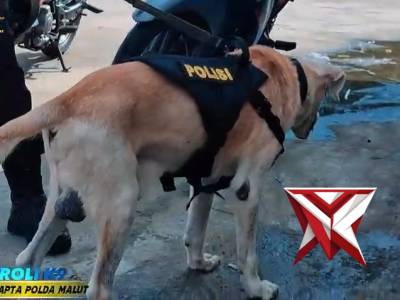 Giat Patroli Unit Polsatwa K-9 Ditsamapta Polda Malut