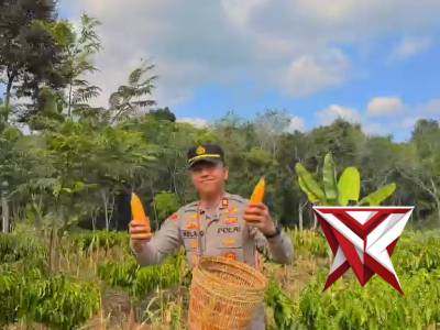 Panen Raya Jagung Kuartal II di Desa Muara Emil menjadi wujud nyata sinergi antara Polri, pemerintah