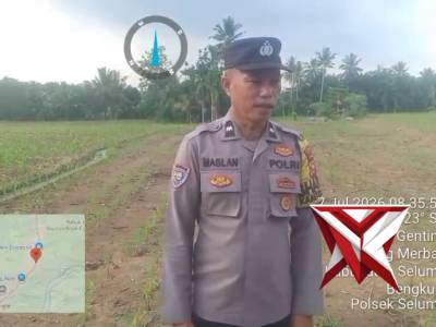 Bhabinkamtibmas Polsek Seluma timur polres Seluma sedang mengecek lahan jagung dalam rangka ketahana