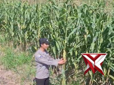 bhabinkamtibmas aktif jaga ketahanan pangan jagung