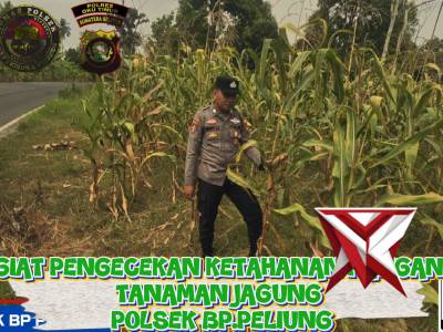 GIAT PENGECEKAN KETAHANAN PANGAN TANAMAN JAGUNG POLSEK BP PELIUNG