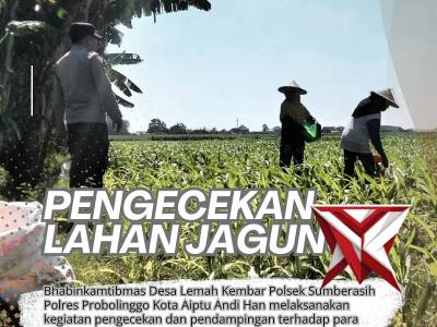 Pengecekan lahan jagung