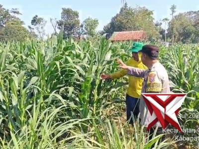 Bhabinkamtibmas Desa Mayangan Polres Jember mendukung program ketahanan pangan